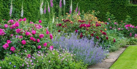 Piante per realizzare un giardino in stile cottage inglese